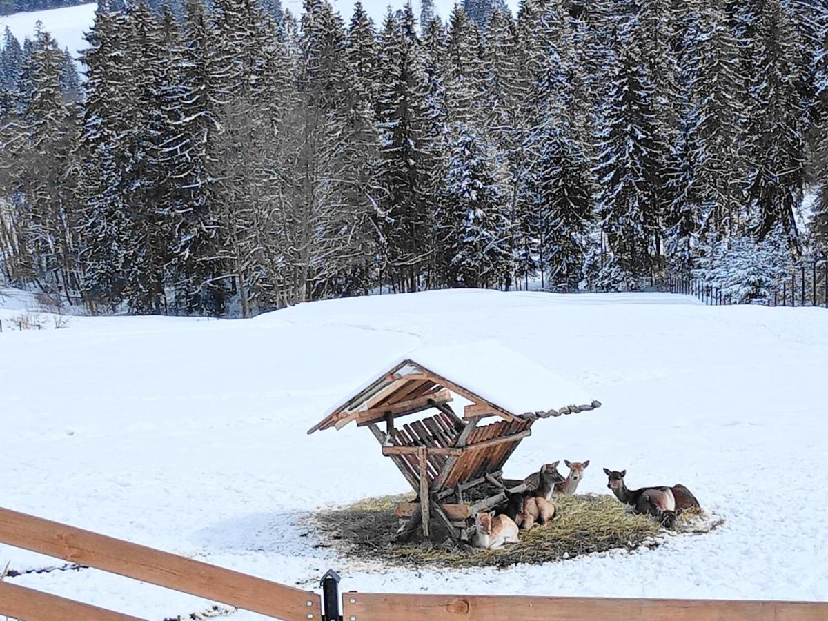 Osrodek Wypoczynkowy U Bartka Bed & Breakfast Czerwienne Luaran gambar